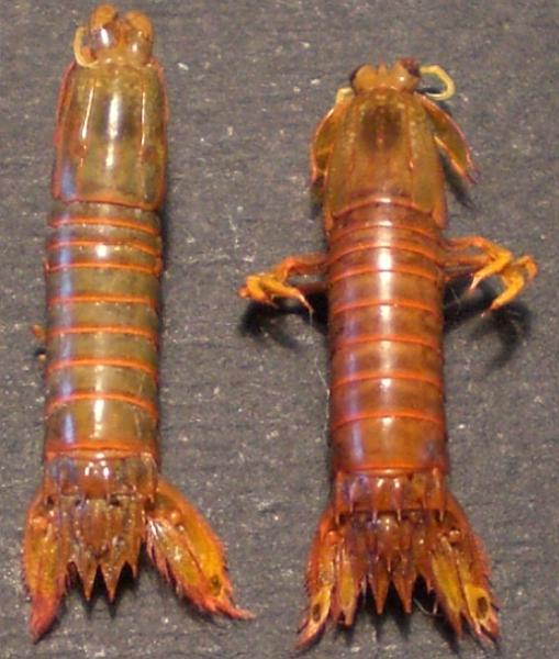 Gonodactylaceus ternatensis T.F.C. female and male total body.bmp